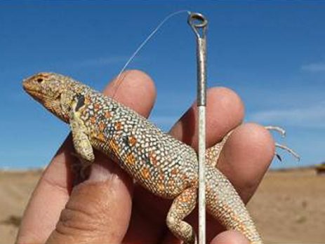 Lagartija de Atacama (Liolaemus atacamensis)