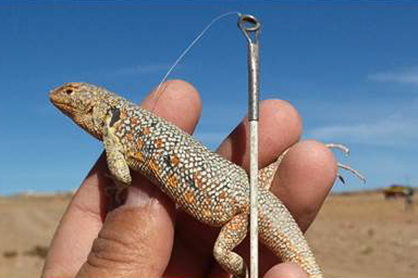 Lagartija de Atacama (Liolaemus atacamensis)