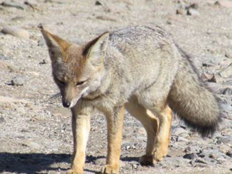 Zorro Chinchilla (Lycalopex griseus)