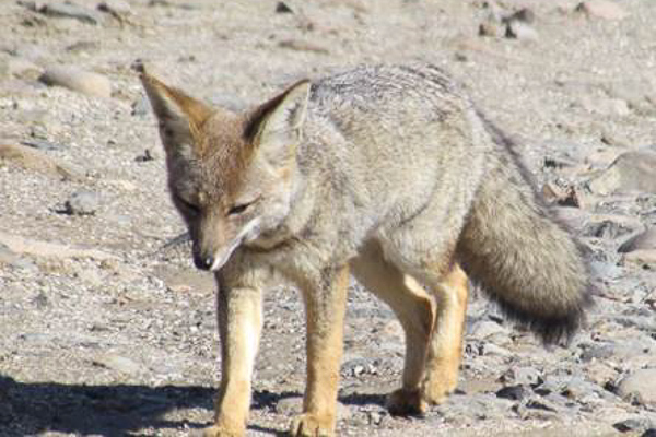 Zorro Chinchilla (Lycalopex griseus)
